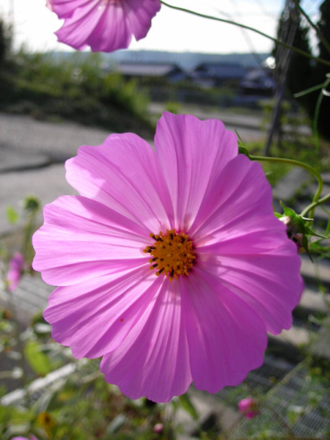 老健施設ひらののコスモス 神戸市西区 Kohの写真館