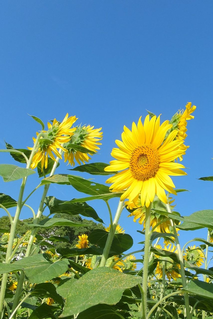 ひまわりの丘公園のひまわり畑 兵庫県小野市 Kohの写真館 ひまわりの丘公園のひまわり畑 兵庫県小野市 Kohの写真館