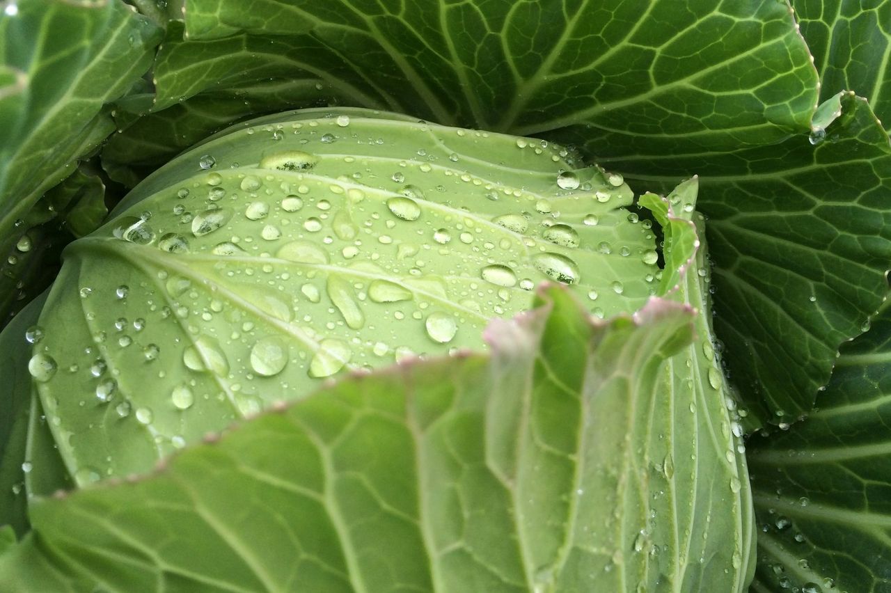 定点的撮影で写り込む葉物野菜 Kohの写真館