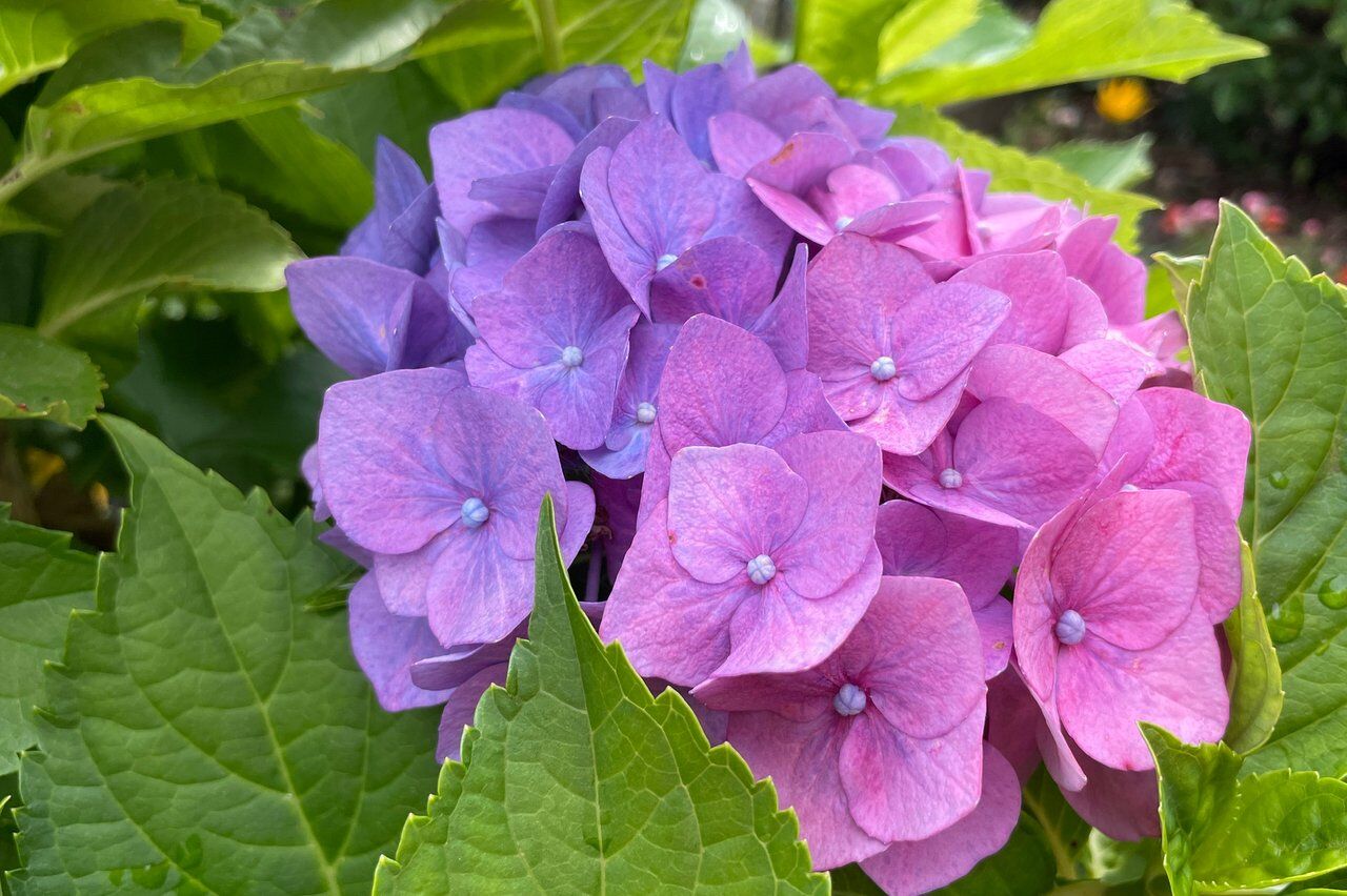庭の紫陽花22 Kohの写真館 庭の紫陽花22 Kohの写真館