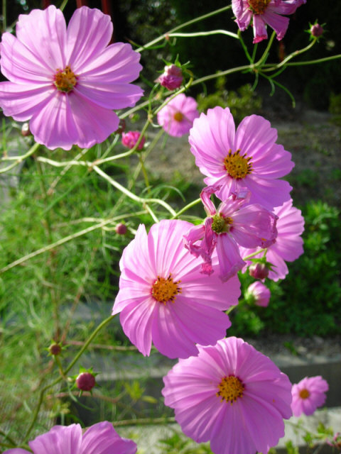 老健施設ひらののコスモス 神戸市西区 Kohの写真館