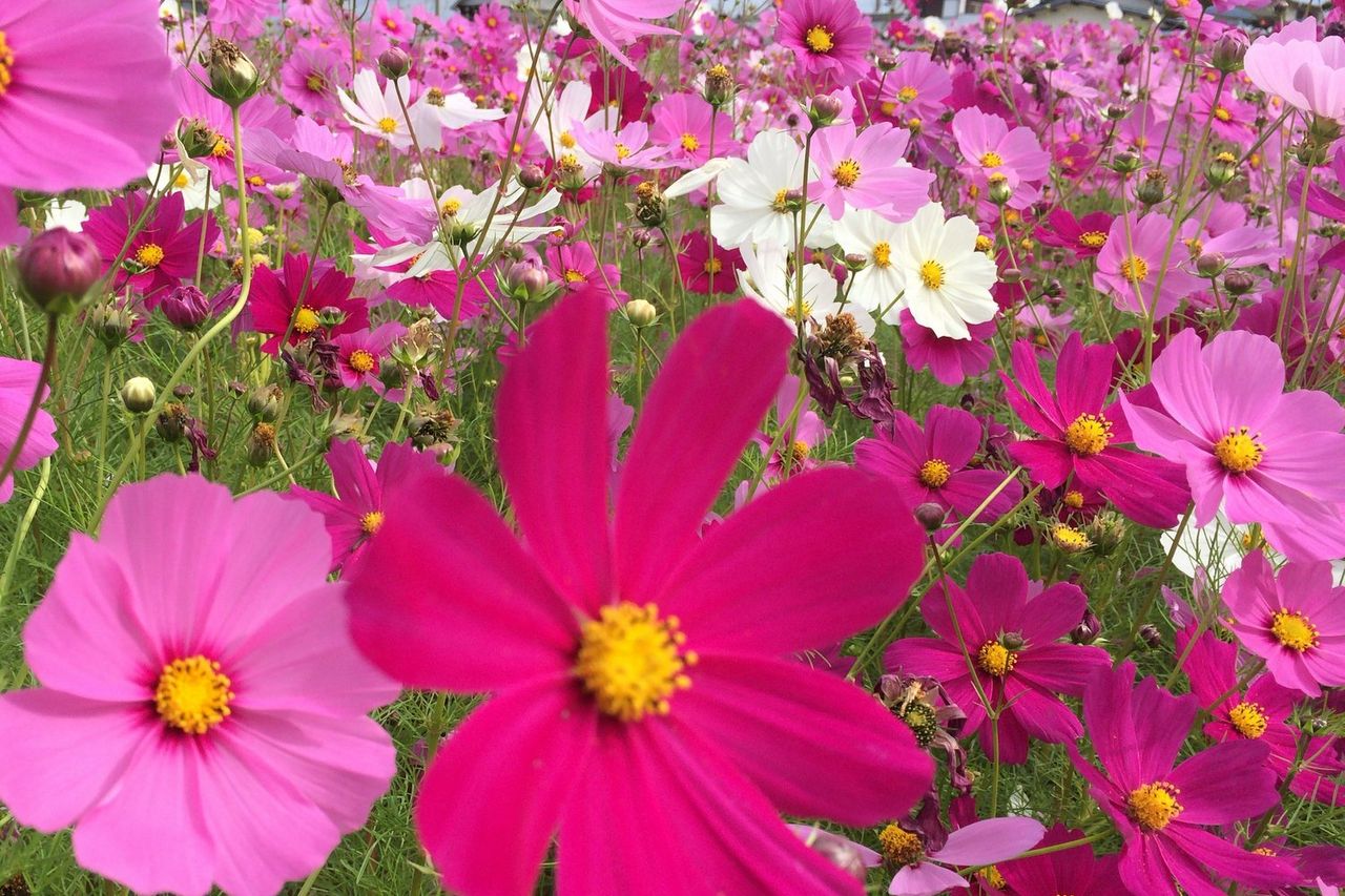 稲美町のコスモス 兵庫県稲美町 Kohの写真館