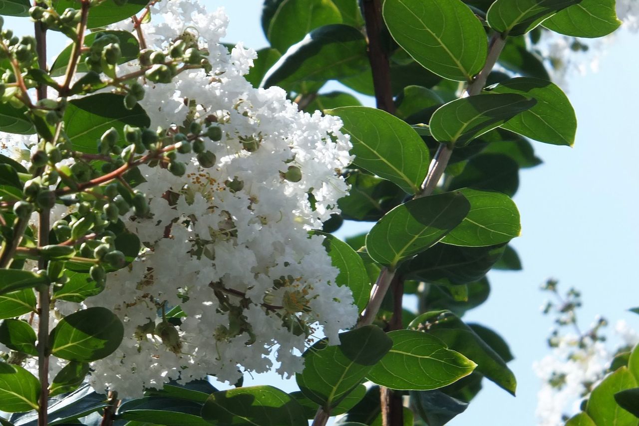 百日紅の街路樹 神戸市垂水区 Kohの写真館