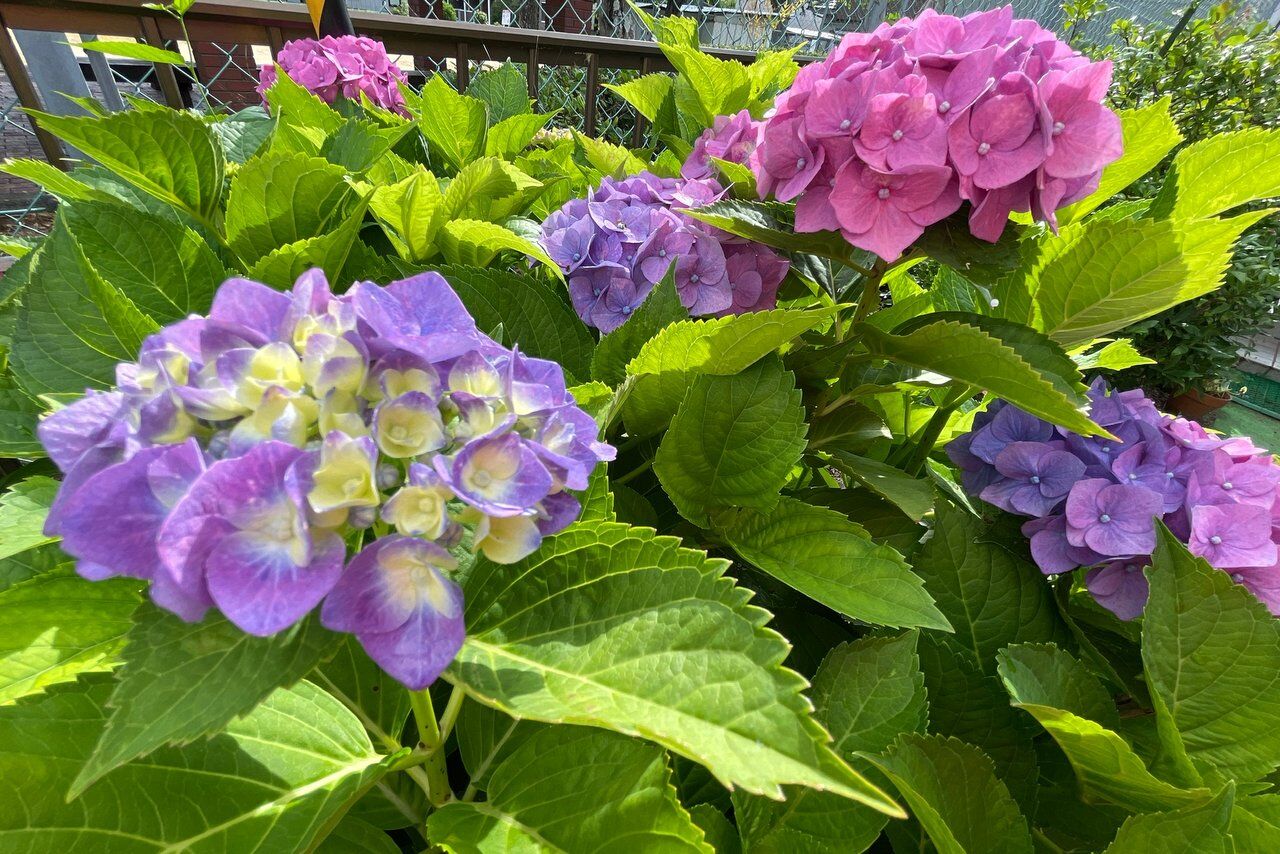 庭の紫陽花22 Kohの写真館 庭の紫陽花22 Kohの写真館