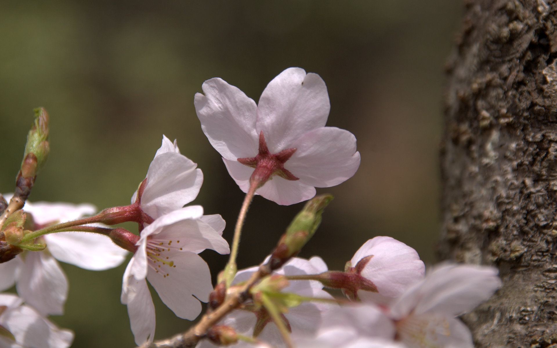 金ヶ崎公園の桜 デスクトップの背景用 Kohの写真館