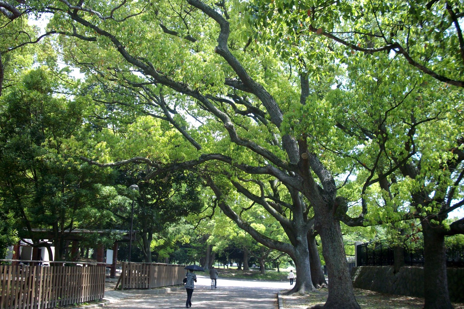 新緑の明石公園 兵庫県明石市 Kohの写真館