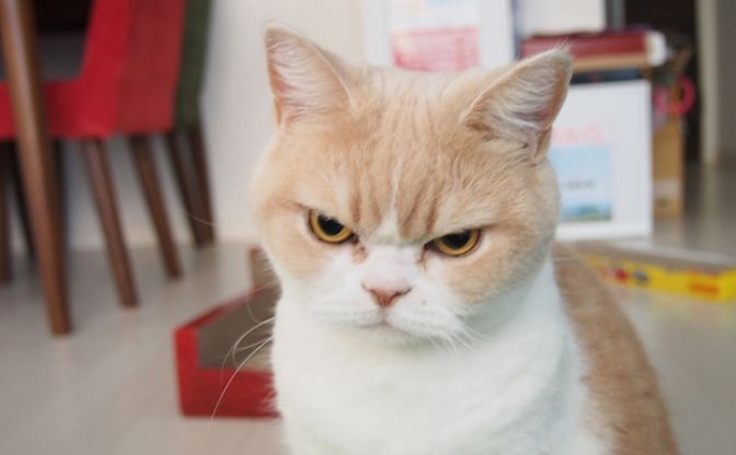 つれない態度だった猫にネットで見つけた猫語を試してみたら すだち日和