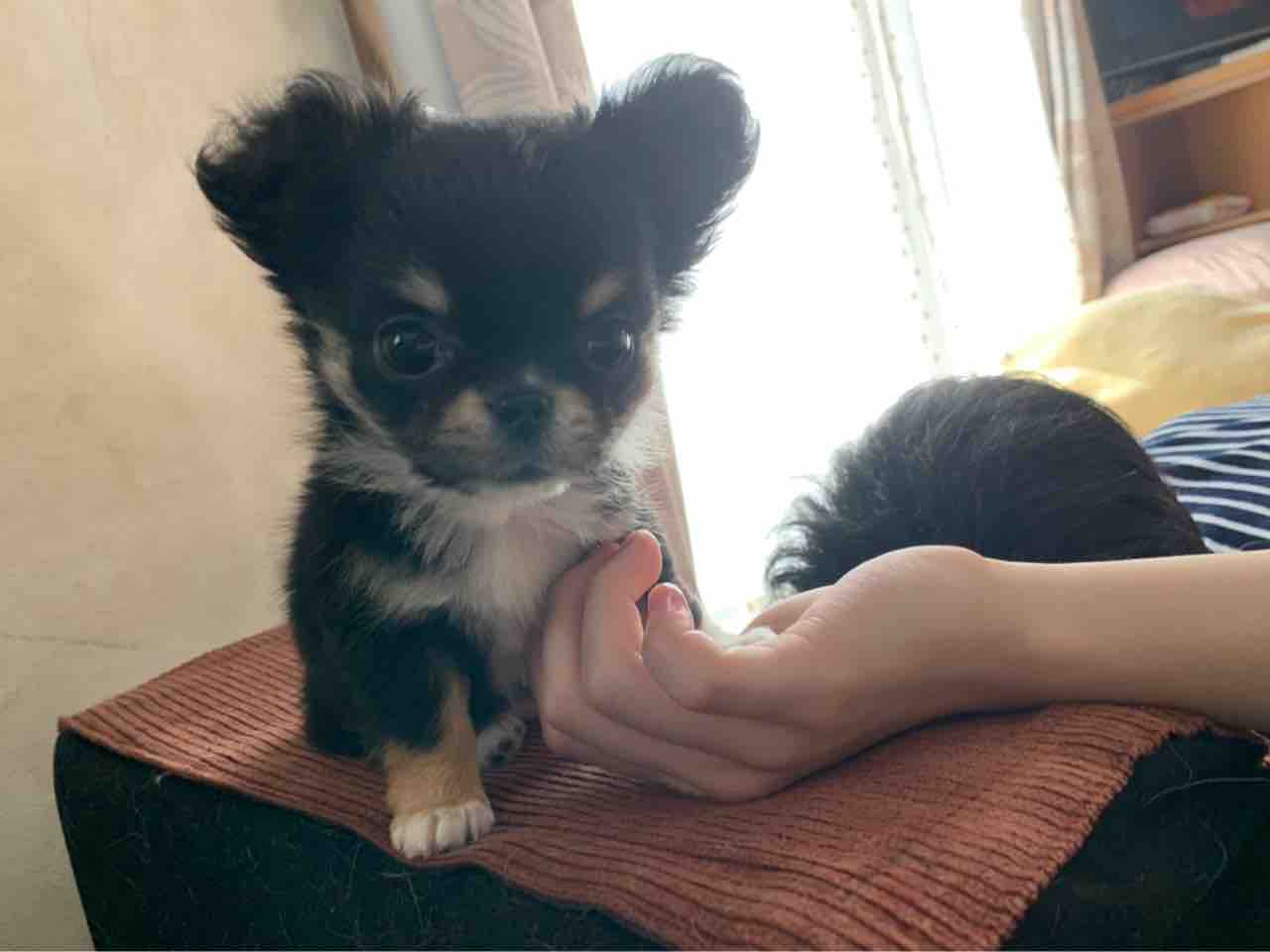 こは マブちゃん家 の日常 こは マブちゃん家 の日常