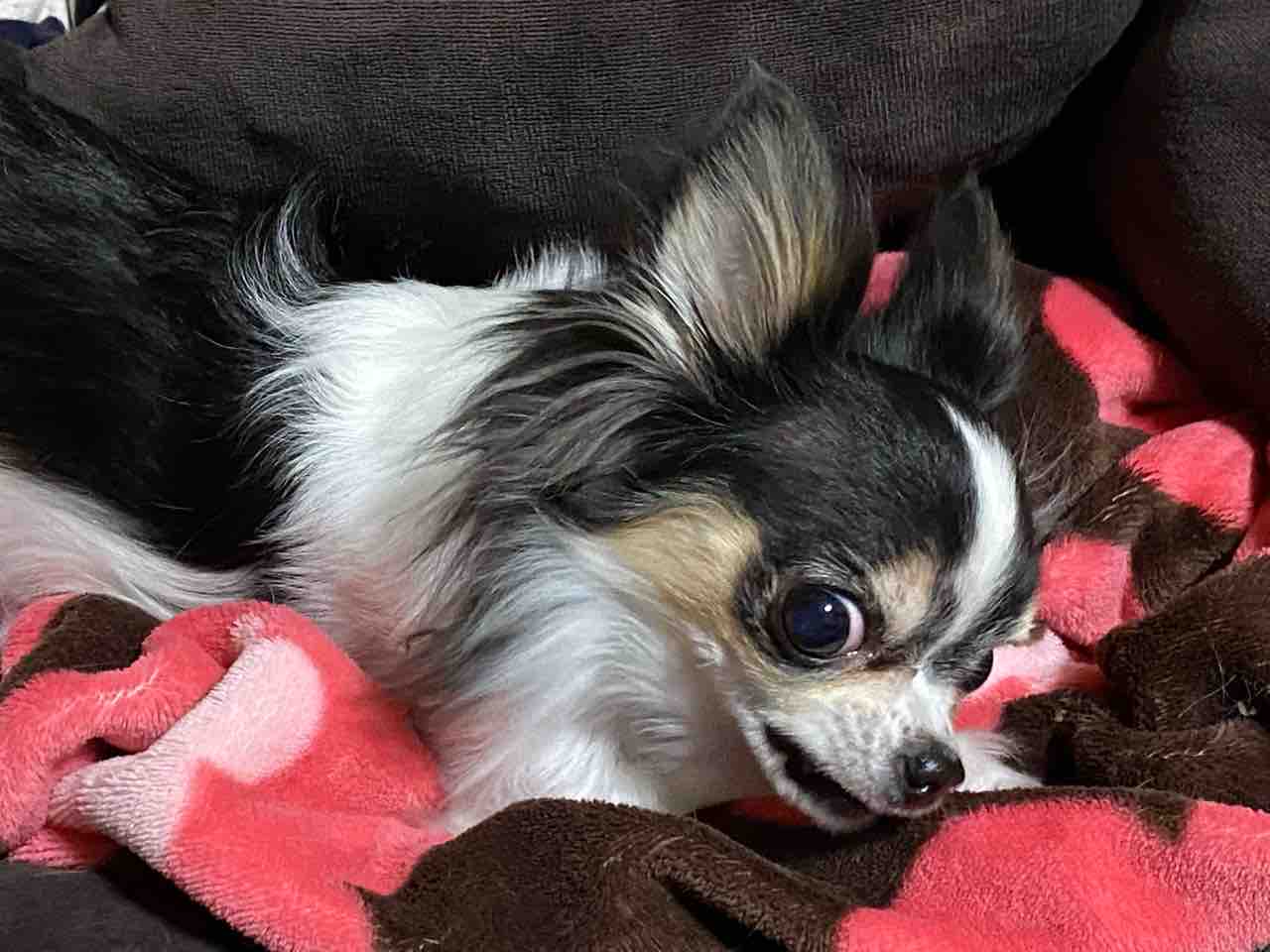 今日のマブちゃん こは マブちゃん家 の日常