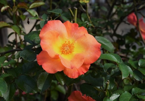 薔薇UP