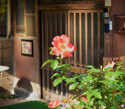 薔薇玄関
