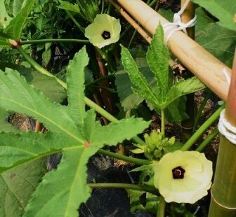 石膏型抜き作業 夏野菜シシトウ オクラ 萩焼窯元 小萩窯 石膏型抜き作業 夏野菜シシトウ オクラ 萩焼窯元 小萩窯