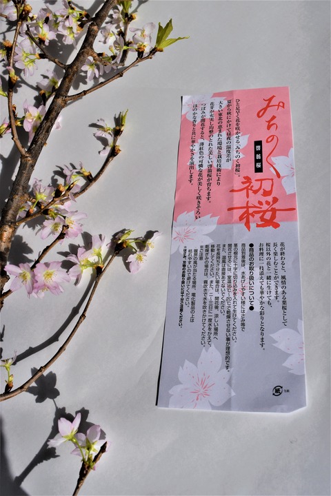 みちのく初桜