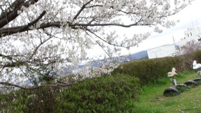 DSC06456 (2)