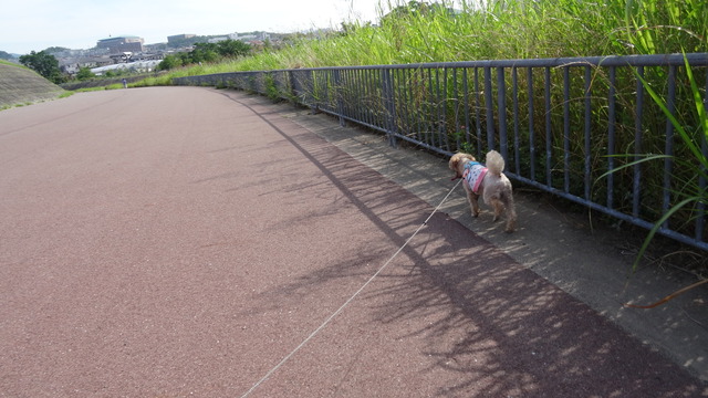 DSC00419