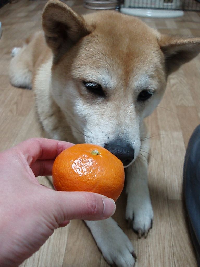 ら 三 兄弟 ウチ