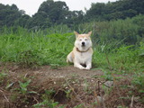 土手小春