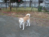 kouennde