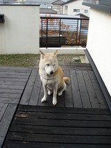 peronnkoharu
