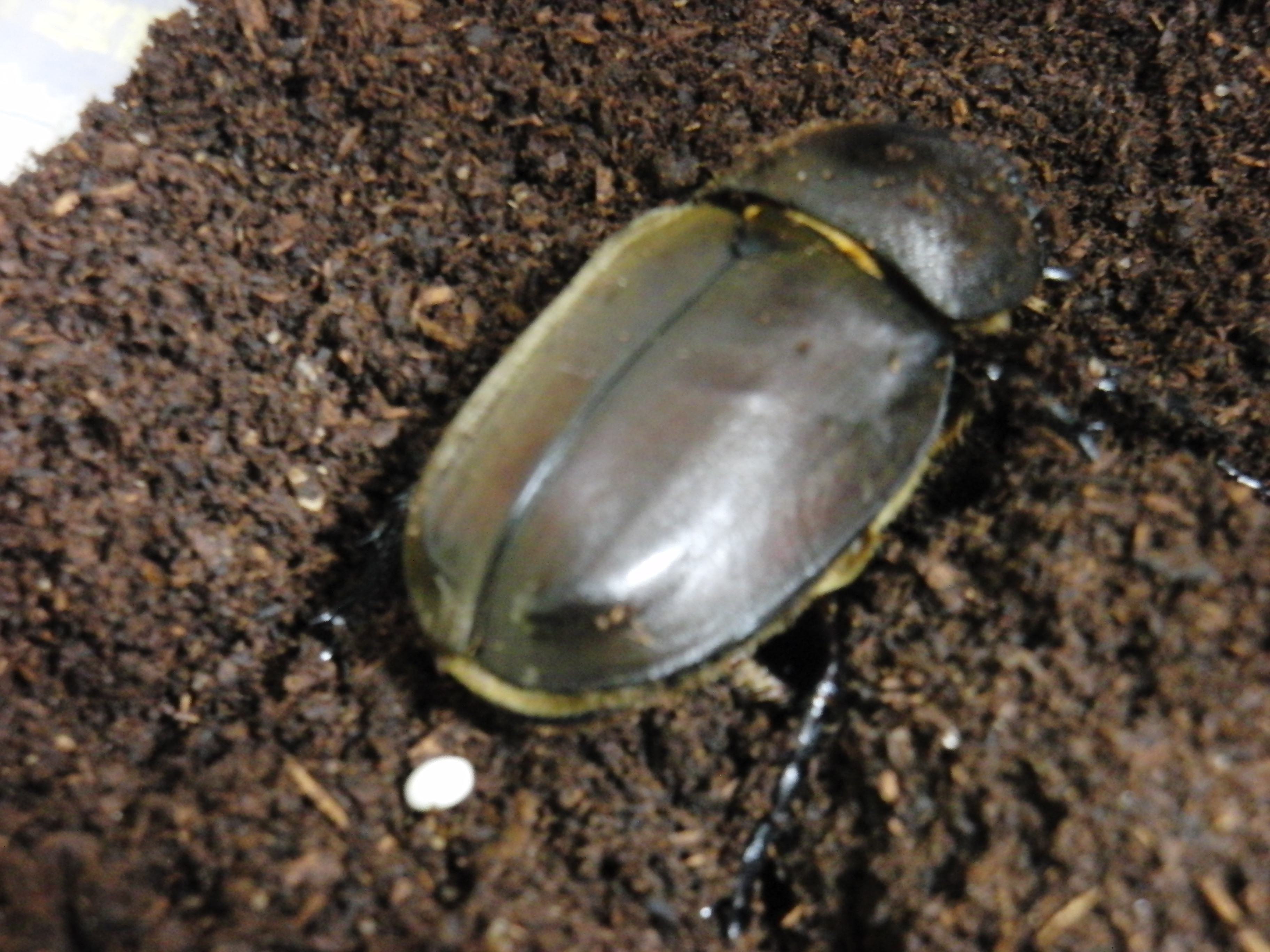 カブトムシの産卵 こはむのメモ帳