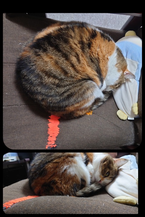 Polish_20201222_104636028