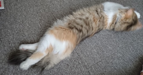 Polish_20210411_174408316