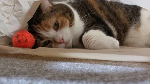 LINE_P2016622_000206