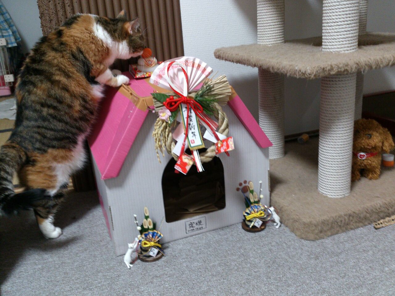 門松としめ飾り猫 うっかりこはな生活 こまる付き 門松としめ飾り猫 うっかりこはな生活 こまる付き