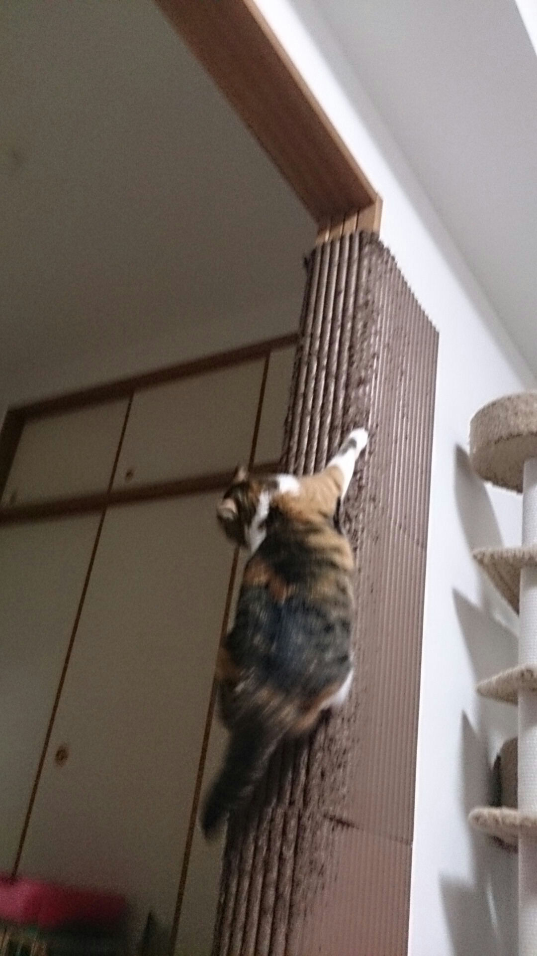 三重の猫が木の猫棚に登って、猫用品をつかむ。 三重の猫が木の猫棚に登って、猫用品をつかむ。
