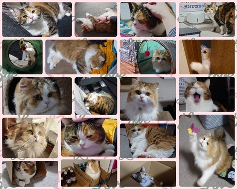 Polish_20240501_231512001_copy_750x600