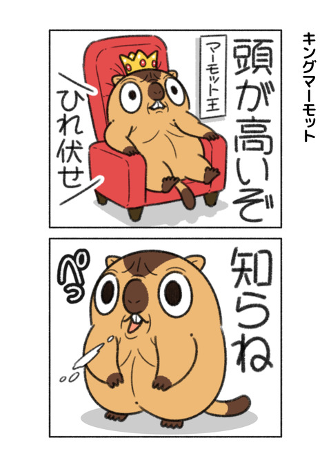 キングマーモット1