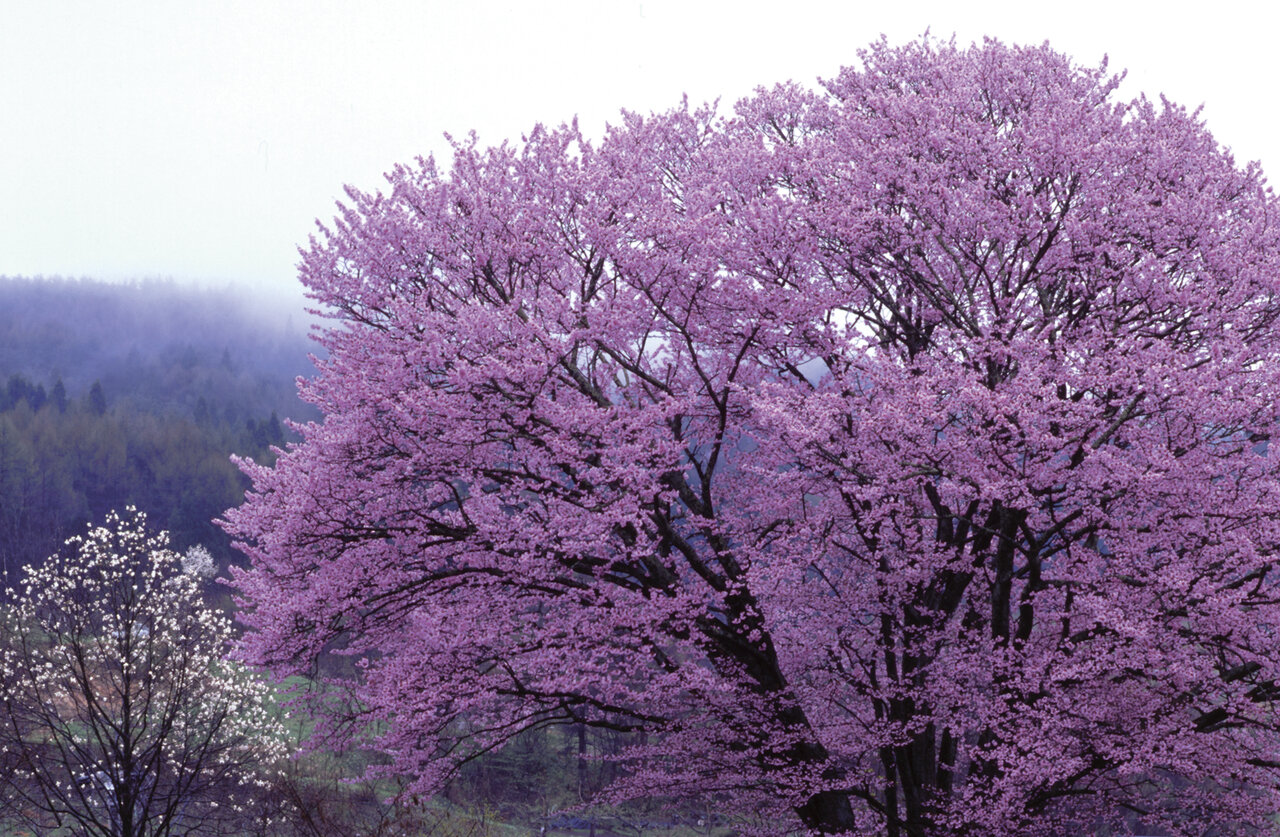 アンブロ アクセレイターu By Gaku 大山桜ver 登場 Kohei S Blog サッカースパイク情報ブログ