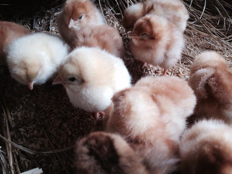 プラチナたまご 公益社団法人 秩父青年会議所14