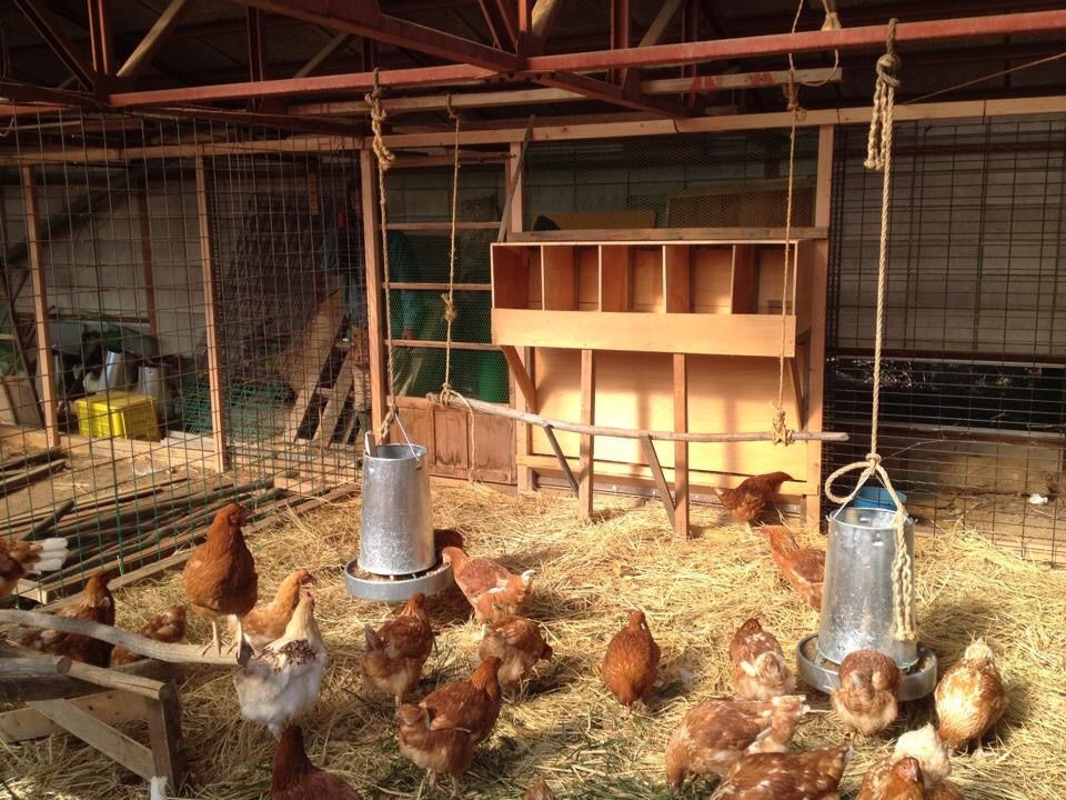 プラチナたまご 公益社団法人 秩父青年会議所14