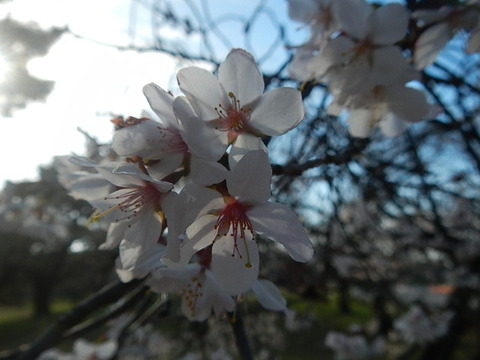 DSCN5420