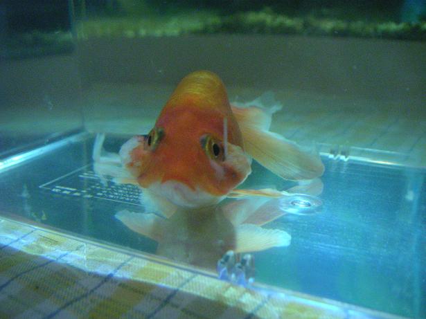 金魚の生命力の強さ Pooh横町で逢いましょう