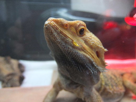 フトアゴヒゲトカゲあぎと&赤と緑のクリスマスツカイツリー No.2 : 元日本橋女社長の奮闘ブログ - 2D82eaDa フトアゴヒゲトカゲあぎと&赤と緑のクリスマスツカイツリー No.2 : 元日本橋女社長の奮闘ブログ - 2D82eaDa