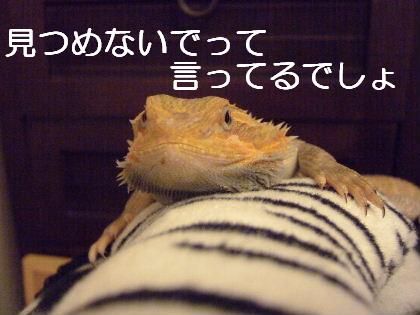 フトアゴヒゲトカゲあぎと 正面から見るとカエル顔 元日本橋女社長の奮闘ブログ フトアゴヒゲトカゲあぎと 正面から見るとカエル顔 元日本橋女社長の奮闘ブログ