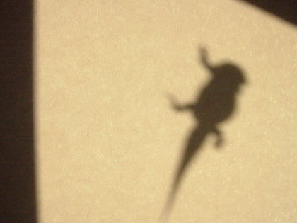 フトアゴヒゲトカゲあぎとのシルエット 元日本橋女社長の奮闘ブログ