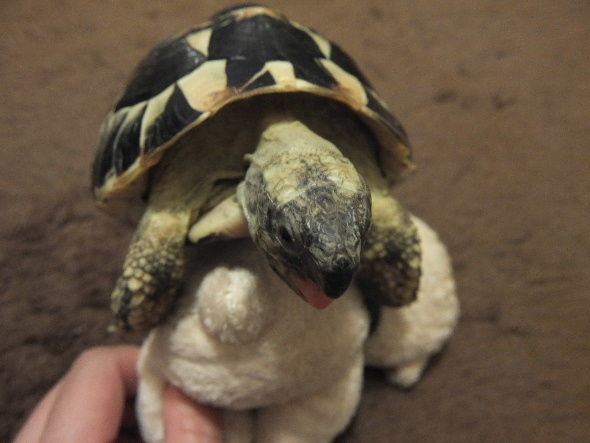 ヘルマンリクガメまる 発情する 元日本橋女社長の奮闘ブログ