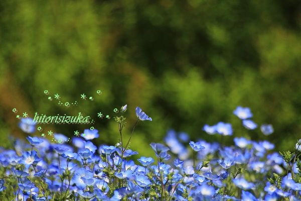 揺れる森と 優しい色の ブルーの絨毯 ネモフィラの花畑 Hitorisizukaのblog 揺れる森と 優しい色の ブルーの絨毯 ネモフィラの花畑 Hitorisizukaのblog