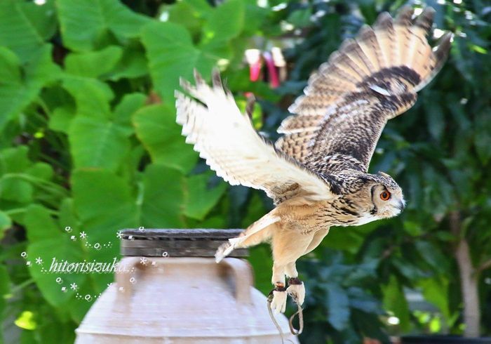 音を立てずに飛ぶ森の博士 フクロウ ショー 掛川花鳥園 ２ Hitorisizukaのblog