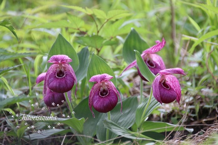 まぼろしの花 アツモリソウ 敦盛草 希少野生植物 入笠湿原 Hitorisizukaのblog まぼろしの花 アツモリソウ 敦盛草 希少野生植物 入笠湿原 Hitorisizukaのblog
