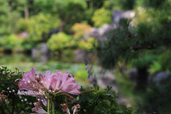 切ない花言葉のリコリス 航空公園 ｉｎ Hitorisizukaのblog