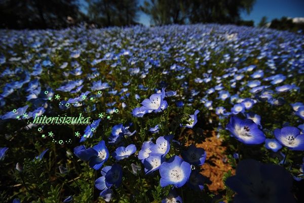 揺れる森と 優しい色の ブルーの絨毯 ネモフィラの花畑 Hitorisizukaのblog
