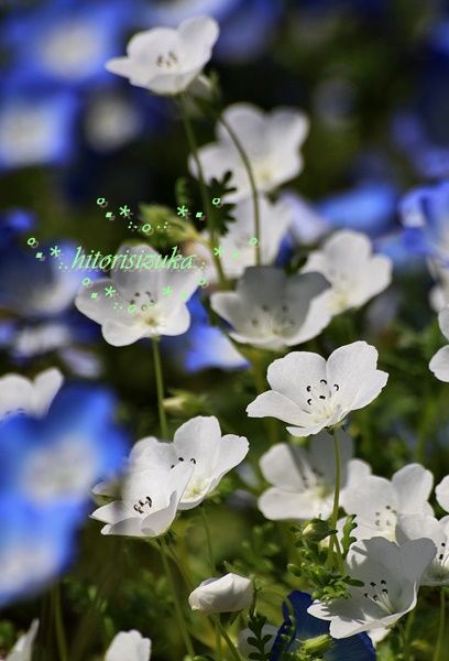 揺れる森と 優しい色の ブルーの絨毯 ネモフィラの花畑 Hitorisizukaのblog 揺れる森と 優しい色の ブルーの絨毯 ネモフィラの花畑 Hitorisizukaのblog
