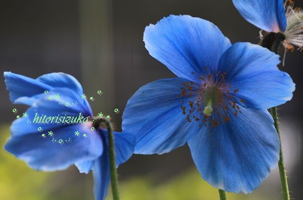 天上の妖精 ヒマラヤの青いケシ ブルーポピー 高山植物 Hitorisizukaのblog