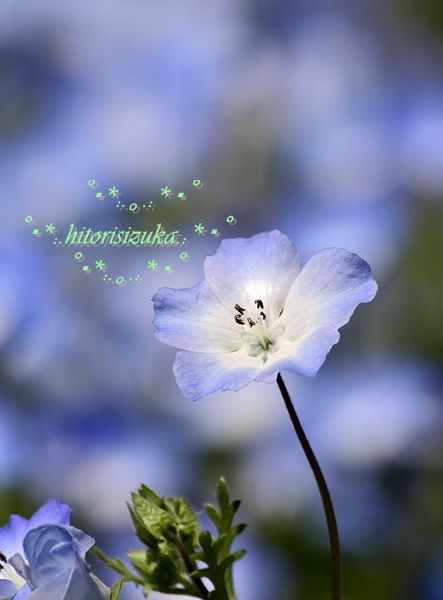 揺れる森と 優しい色の ブルーの絨毯 ネモフィラの花畑 Hitorisizukaのblog 揺れる森と 優しい色の ブルーの絨毯 ネモフィラの花畑 Hitorisizukaのblog