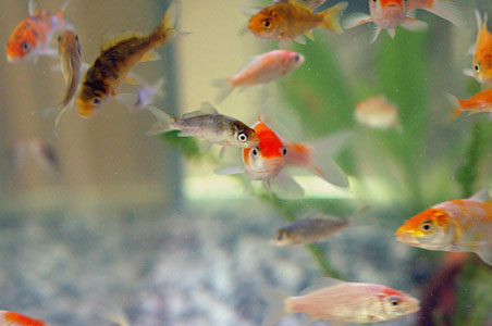 錦鯉稚魚画像 錦鯉稚魚販売 ブログ 錦鯉稚魚販売 ブログ