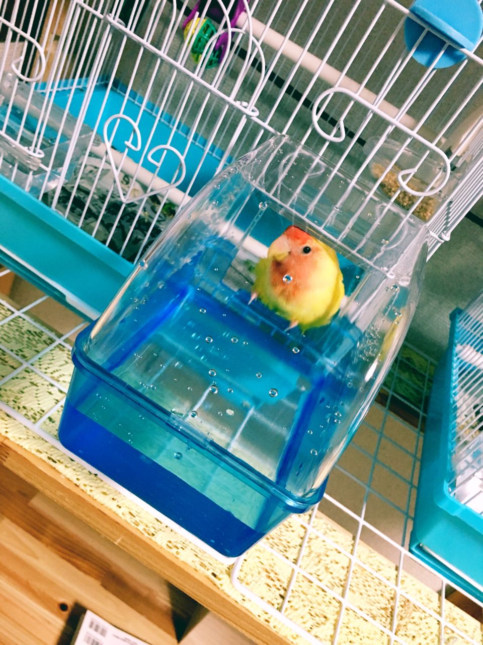 この2カ月の変化 犬と猫と鳥達と